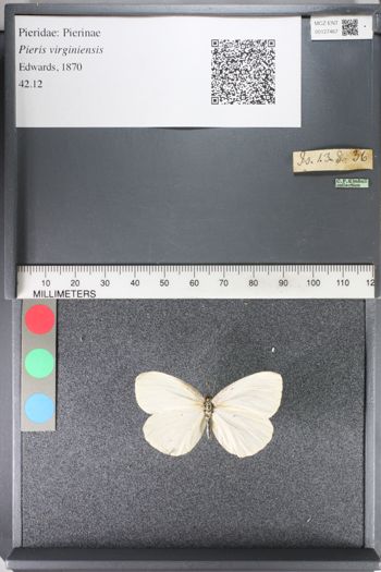 Media type: image;   Entomology 127467